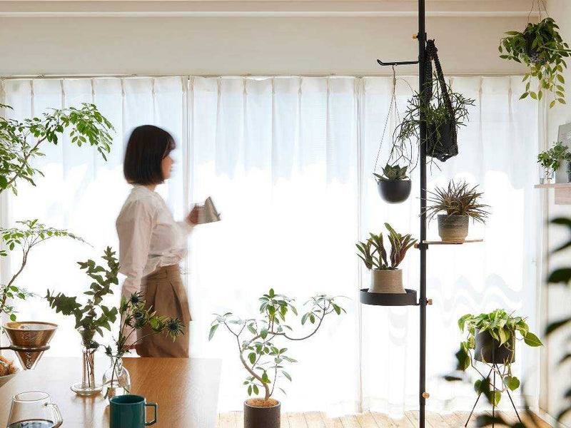 ドローアラインモリモリツリーセットで飾られた室内植物と照明器具