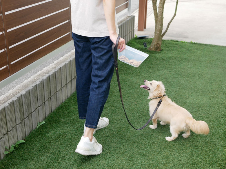 スニーカーを履いた犬がリードをつけて散歩している様子