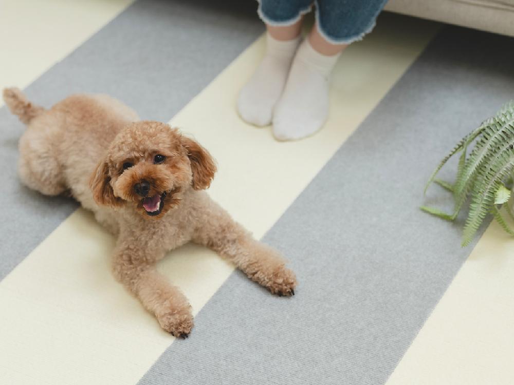 【sankopet/サンコーペット】このコ想いのタイルマット 同色18枚入