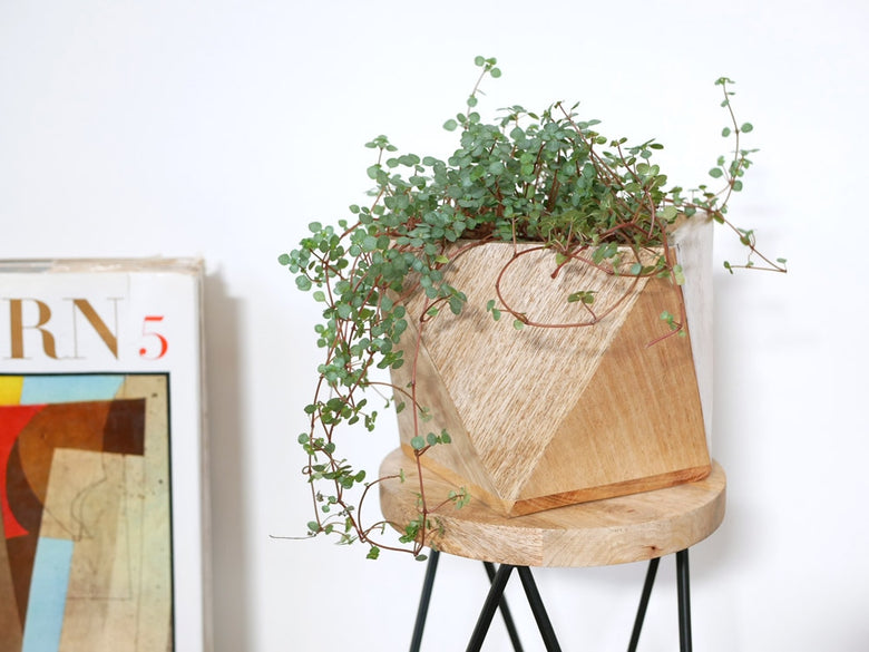 POSH LIVINGのマンゴーウッド製ポリゴン花鉢カバー