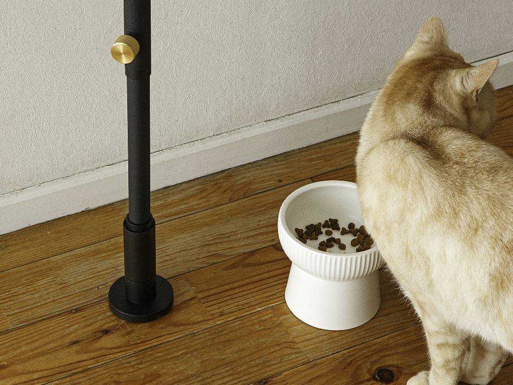 硬木の床にドローアラインのペットと植物セットと猫が配置されている