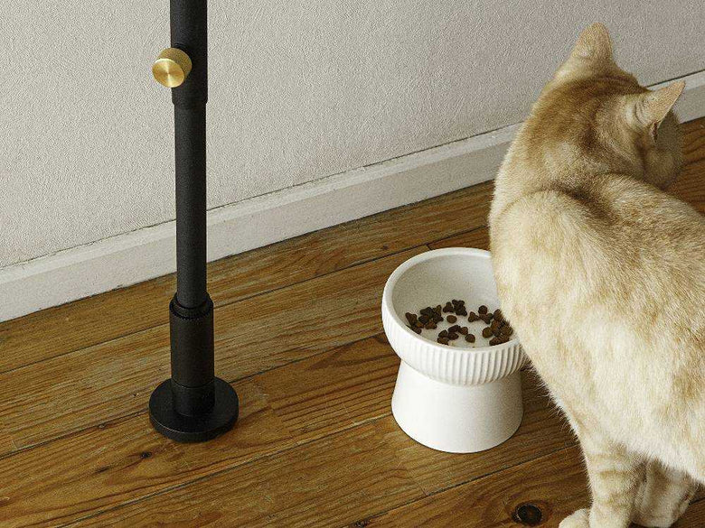 硬木の床にドローアラインのペットと植物セットと猫が配置されている