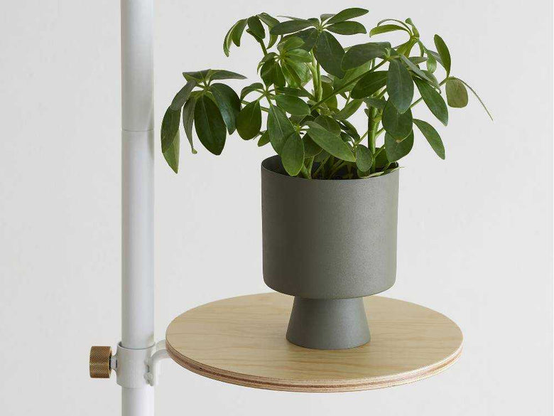 モリモリツリーセットの花鉢と室内植物を配置した円筒形花瓶