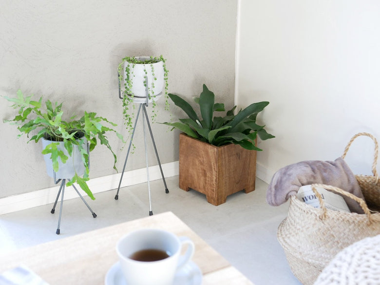 ポッシュリビングのアイアン製トライポッドスタンドと観葉植物