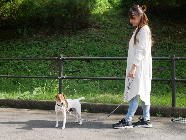 犬がTOOLS FOR THE DOG製のリードをつけて散歩している様子