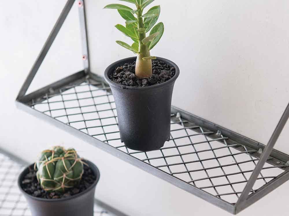 ポッシュリビングのメッシュラックにアロエなどの植物が置かれています