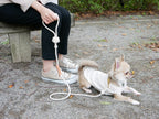 TOOLS FOR THE DOGの手染めドッグリーシュを装着した小型犬が公園を散歩している様子