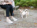 TOOLS FOR THE DOGブランドの手染めドッグリードを装着した犬と飼い主が公園で散歩している様子