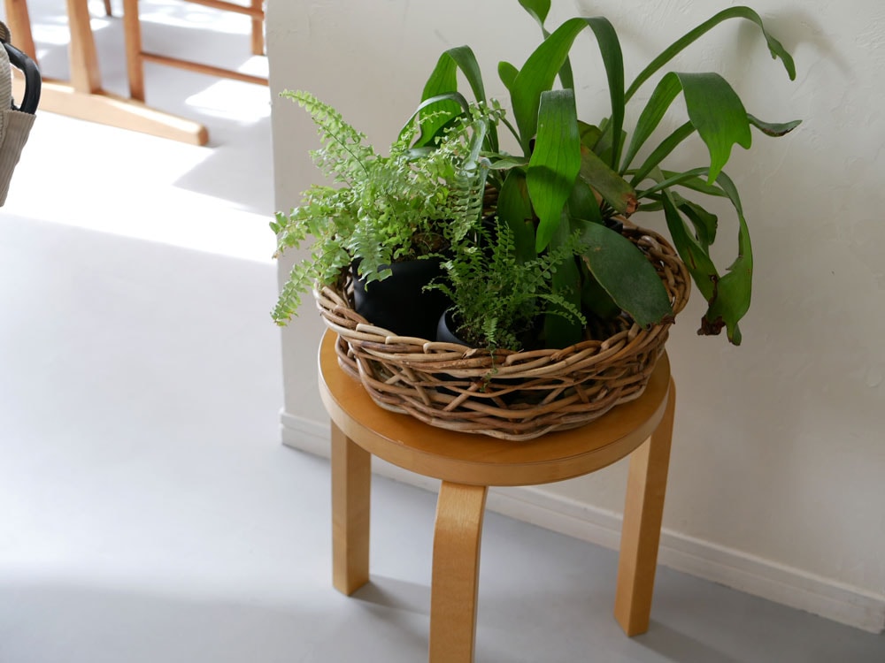 ホーンプリーズ製シャロウバスケットに花が生けられています