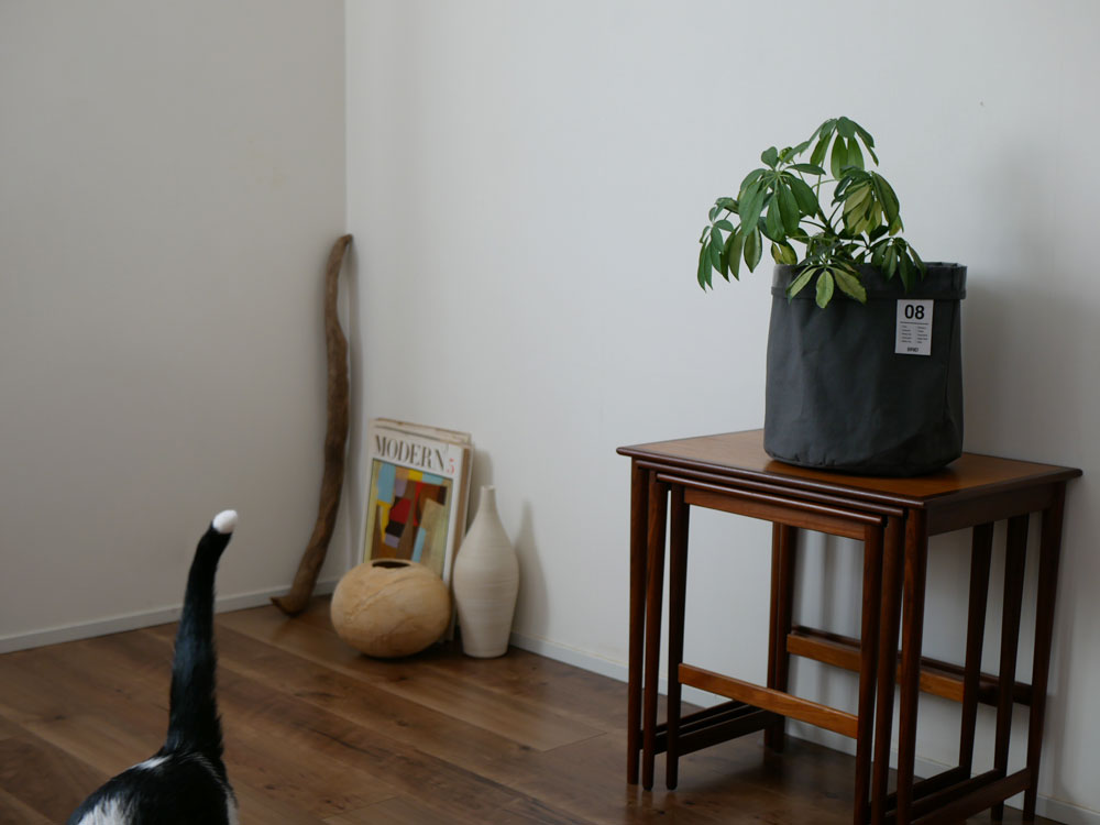 木製の床に【BRID/ブリッド】土が隠せるプランツカバーを被せた花鉢が置かれており、周囲に家具と猫が配置されている